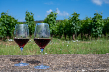 Tasting of burgundy red wine from grand cru pinot noir  vineyards, two glasses of wine and view on green vineyards in Burgundy Cote de Nuits wine region, France