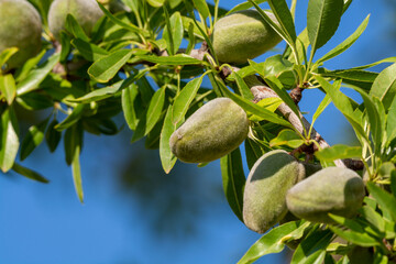 Green almonds nuts ripening on tree, cultivation of almond nuts in Provence, France