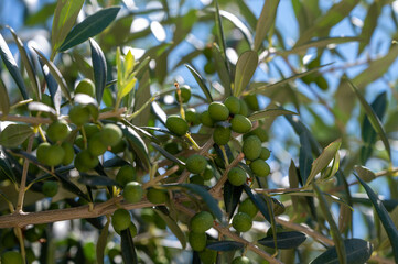 Young green olives hanging on olive tree in summer