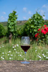 Tasting of burgundy red wine from grand cru pinot noir  vineyards, glass of wine and view on green vineyards in Burgundy Cote de Nuits wine region, France