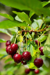 Blurred image of ripe cherries with water drops on a branch after a summer rain.