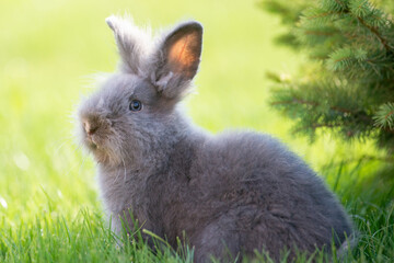 Cute grey fluffy rabbit sitting on grass backyard.