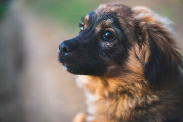 Portrait of a beautiful brown dog