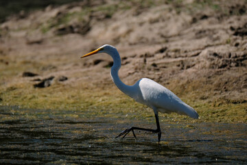 Great egret wading in pond water, bird wildlife on ranch.
