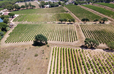 Winemaking in  department Var in  Provence-Alpes-Cote d'Azur region of Southeastern France, aerial...