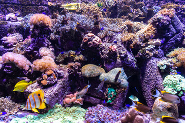 Naklejka na ściany i meble Aquarium in Hotel Atlantis in Duba
