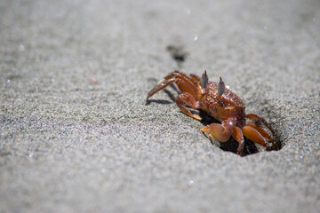 Cangrejo rojo, playa de Juanchaco en el pacifico colombiano