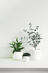 Spathiphyllum, Callisia and Eucalyptus gunnii young home plants in white pots on a light background, minimalistic home decor concept