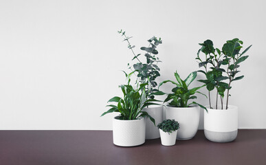 Different young home plants - spathiphyllum, eucalyptus gunnii, callisia, dieffenbachia or dumb cane plant and camellia sinensis in white flower pots, home gardening and connecting with nature concept