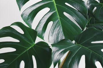 Green leaves of Monstera deliciosa or Swiss cheese plant as natural tropical background