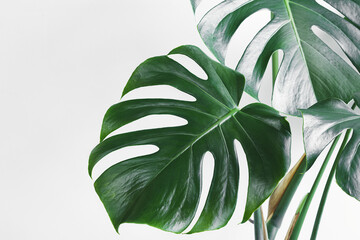 Beautiful leaves of Monstera deliciosa or Swiss cheese plant close-up on the light background, minimalism and urban jungle concept, tropical leaves background