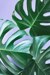 Green leaves of monstera deliciosa or Swiss cheese plant close-up on the purple background, minimalism and urban jungle concept, tropical leaves background