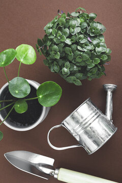 Mini plants - young pilea and callisia on a dark background with gardening tools, connecting with nature and home gardening concept, top view