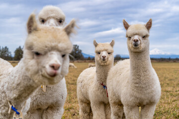 Obraz premium Alpacas in a field on a farm in Oregon