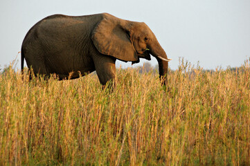 Fototapeta na wymiar Éléphant d’Afrique qui mange dans la savane du parc national du Bas-Zambèze, Zambie