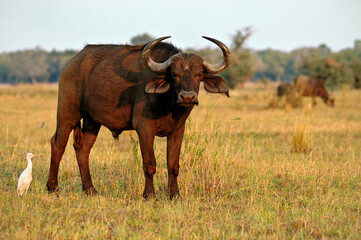Buffle d’Afrique dans la savane du parc national du Bas-Zambèze, Zambie