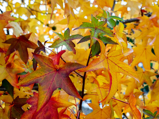 Selective focus of liquidambar (sweetgum tree) leafs in autumn with blurred background - autumnal...