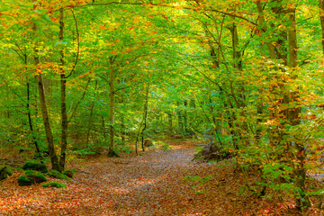 Balade en forêt - couleurs d'automne