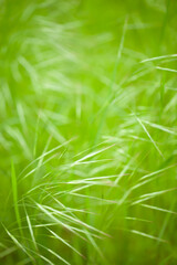 Blurred natural forest green grass background, texture for text