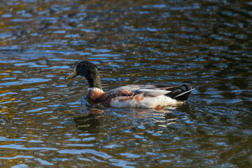 Male and female ducks swim in the water on a pond in the setting sun.