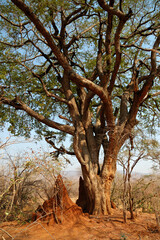 Fototapeta na wymiar Termitière à côté d’un arbre dans le parc national du Bas-Zambèze, Zambie