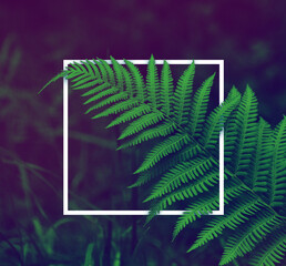 logo space in a white square against a background of ferns