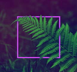 logo space in a purple square against a background of ferns