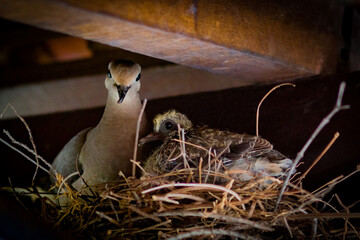 mother and sun pigeon in the nest