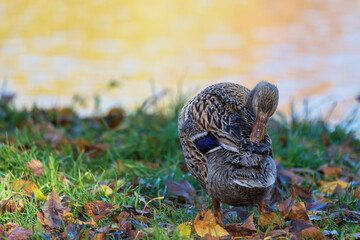 Male and female ducks swim in the water on a pond in the setting sun.