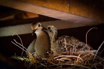 Mother pigeon love in the nest