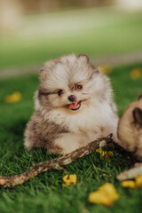 Naklejka na ściany i meble adorable purebred pomeranian dog puppy in flowers 