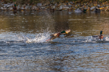 Fototapeta premium Male and female ducks swim in the water on a pond in the setting sun.