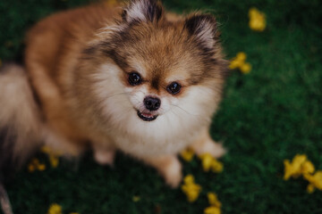 adorable purebred pomeranian dog puppy in flowers 