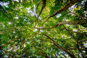 Fototapeta premium sky in atlantic Forest
