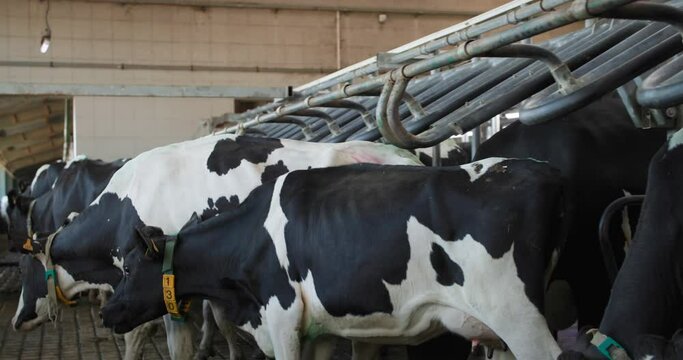 dairy farm, herd of beautiful black and white cows with digital collars and breeding tags in their ears leave milking area in an automated process