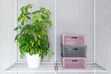 Schefflera and three plastic containers with lids on metal shelf. Fragment of metal storage system.