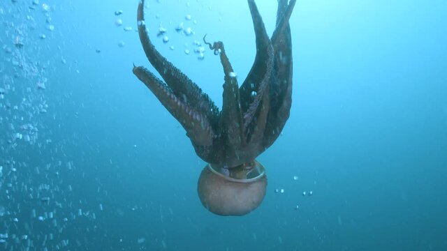 Giant Pacific octopus Enteroctopus dofleini cruising in cold Japan sea