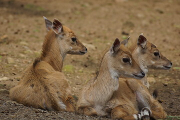 babies deer in the grass