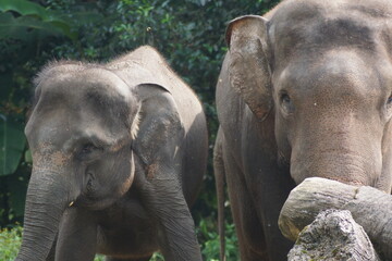Naklejka premium elephants drinking water 