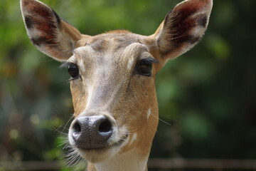 portrait of a deer
