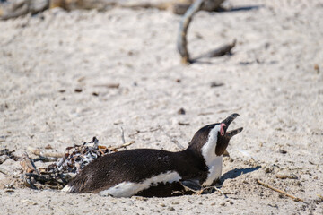 Fototapeta premium Penguins off the coast of Simons Town, South Africa