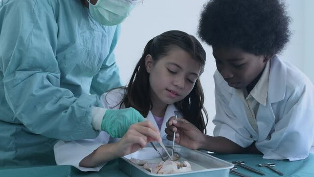 Education concept of 4k Resolution. Researchers are dissecting frogs in a lab. teaching students. physical examination.