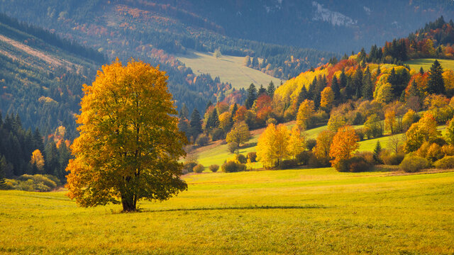 Autumn landscape with brightly colored trees and hills in the background. Orava region in northern Slovakia, Europe.