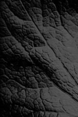 Black leather, black leaf texture, macro photo, solid black background