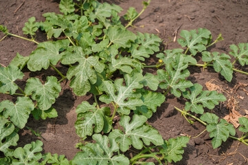 Top view of small watermelon bush on melon field.