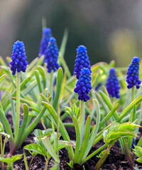 Muscari blue is a genus of bulbous plants in the Asparagus family.