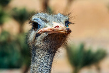 African ostrich. Portrait of the largest flightless keelless ostrich bird.