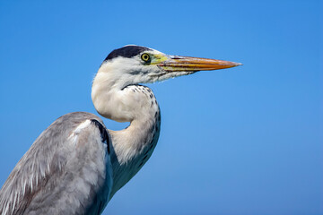 Heron is gray against the blue sky, close-up.