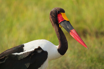 Saddle-billed Stork - Ephippiorhynchus senegalensis  or saddlebill is a wading bird in the stork family, Ciconiidae. Black and white back and red and yellow head. Portrait in its habitat in Kenya