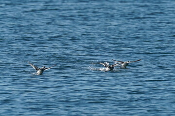 black necked grebe